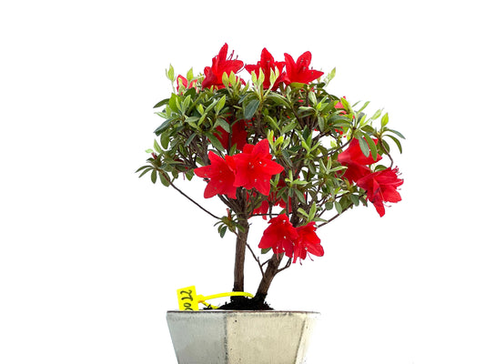 Rhododendrum Indicum 0022