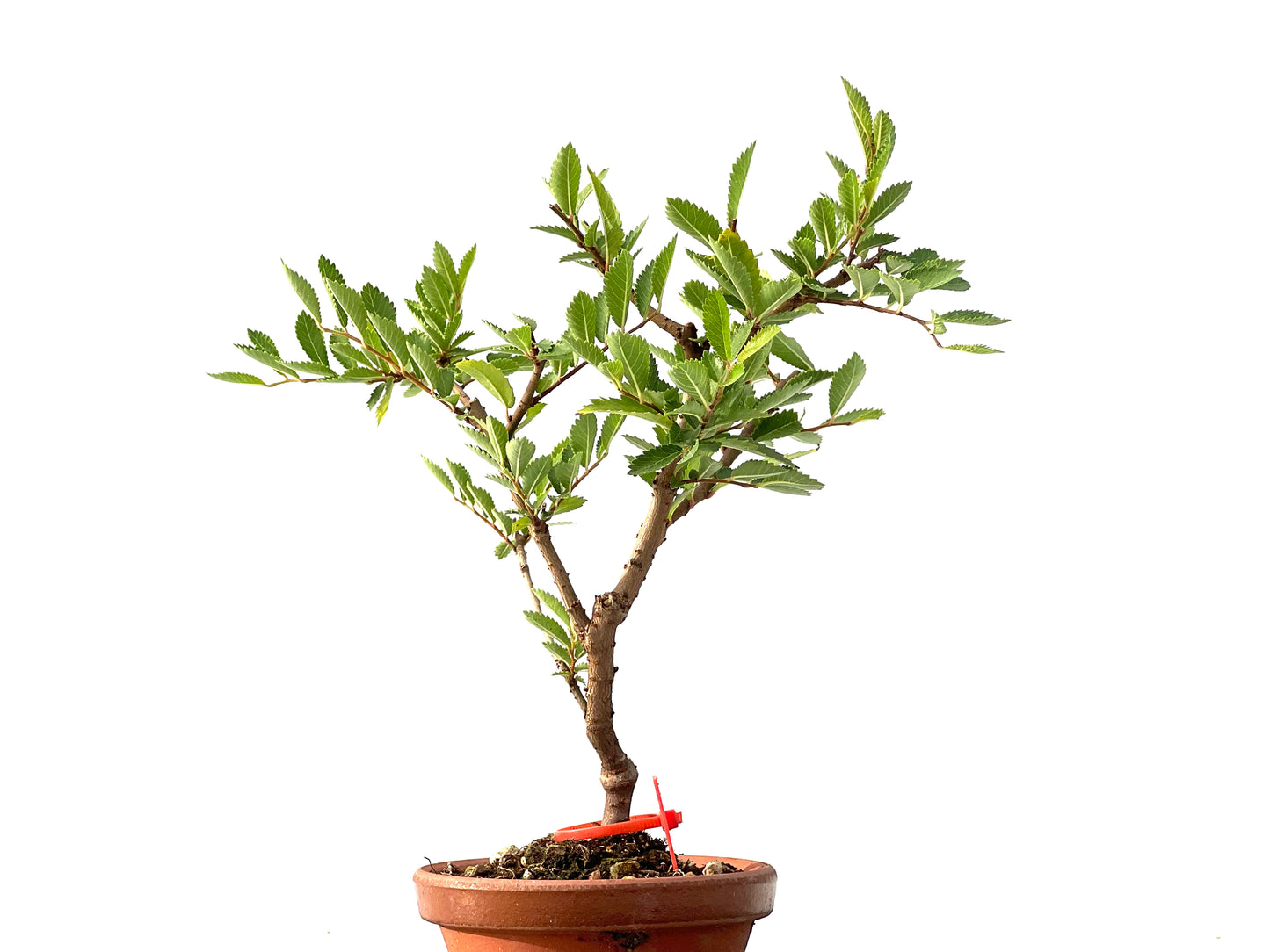 Olmo Nire Keyaki 2432