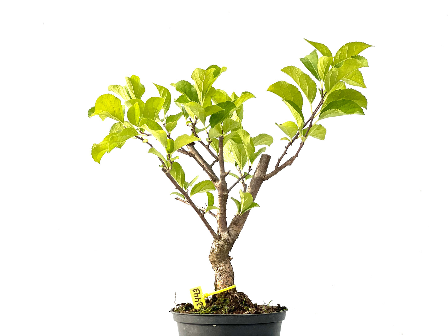Celastrum Orbiculatus 2443