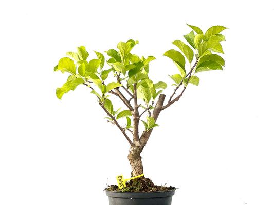 Celastrum Orbiculatus 2443