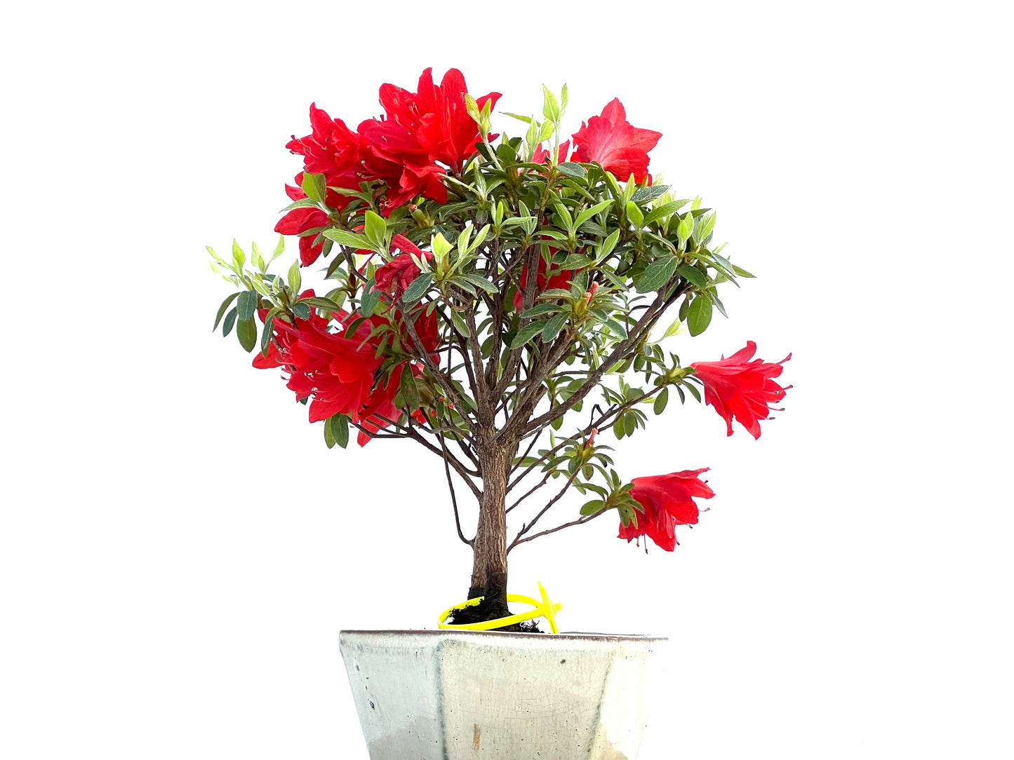 Rhododendrum Indicum 0022