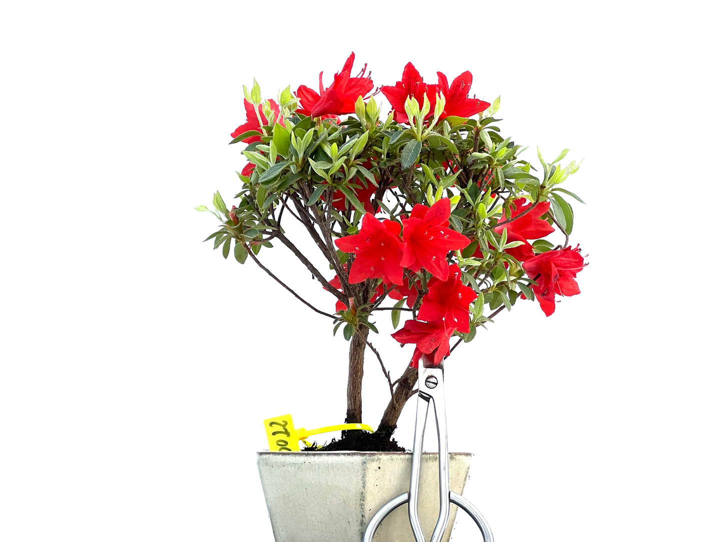 Rhododendrum Indicum 0022