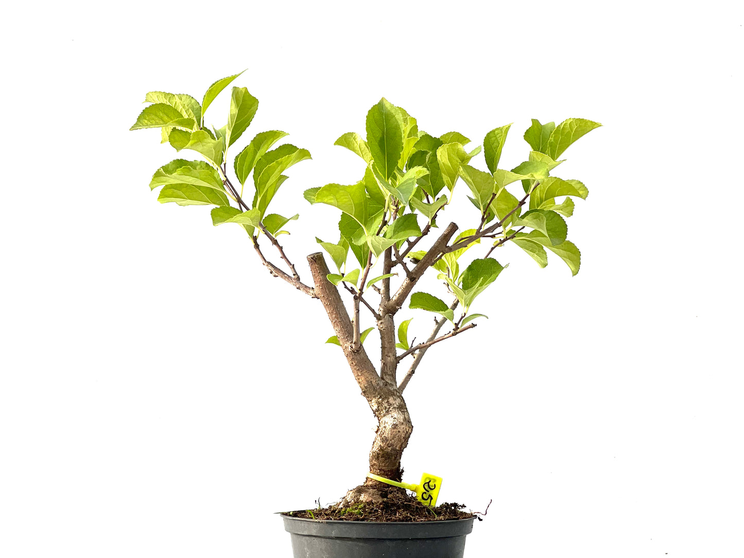 Celastrum Orbiculatus 2443
