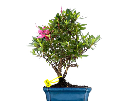 Rhododendrum Indicum 0023