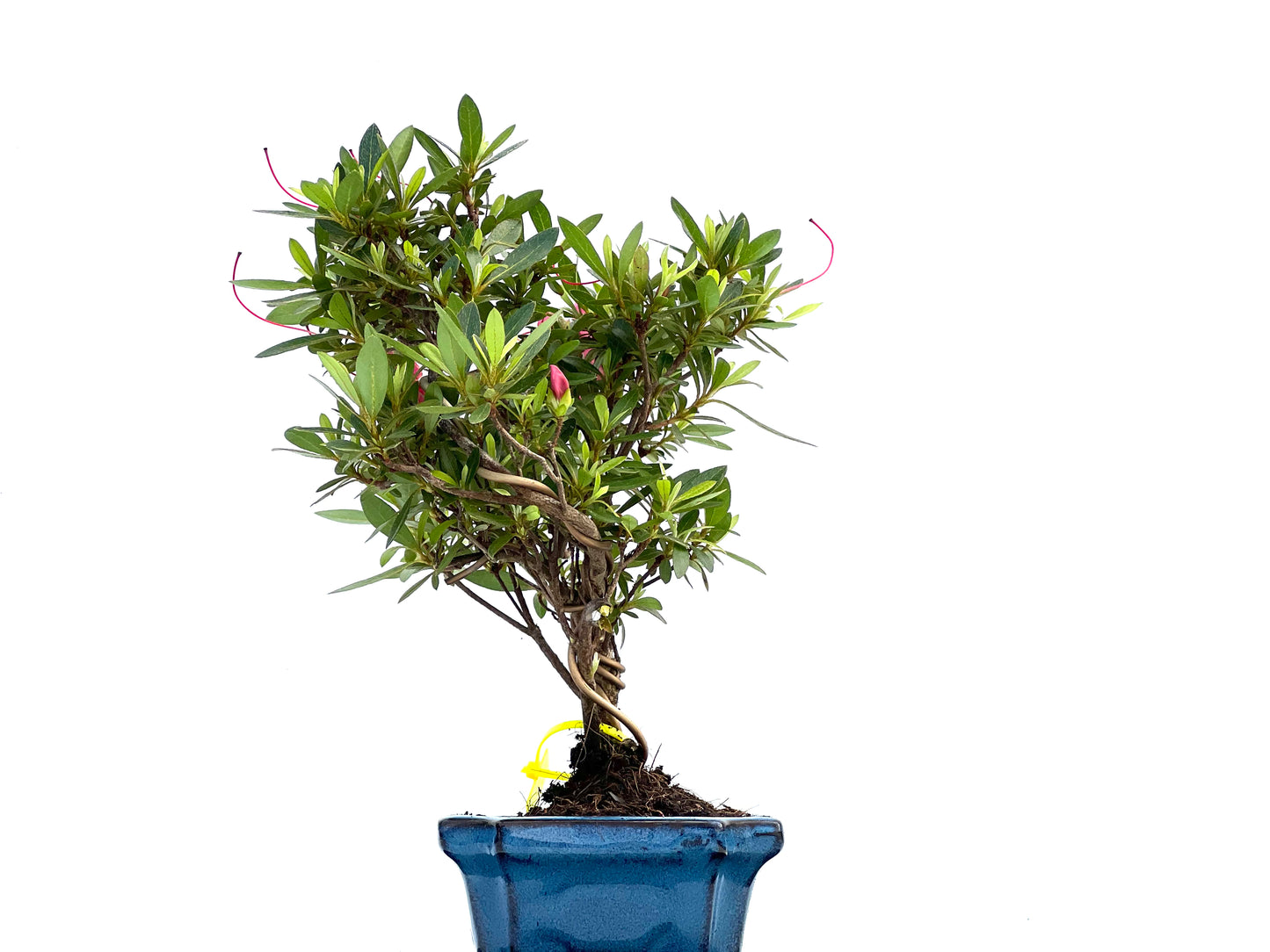 Rhododendrum Indicum 0023