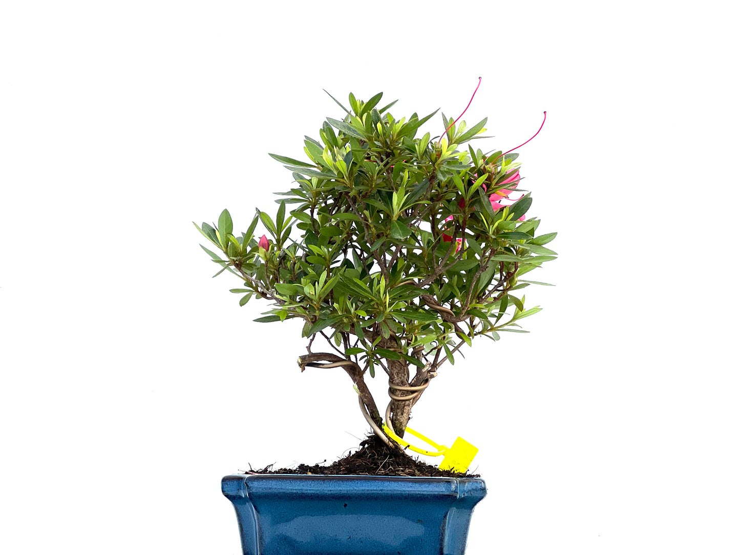 Rhododendrum Indicum 0023