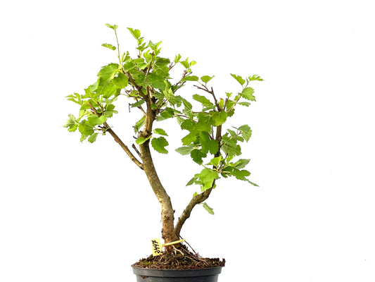 Morus Alba 2447