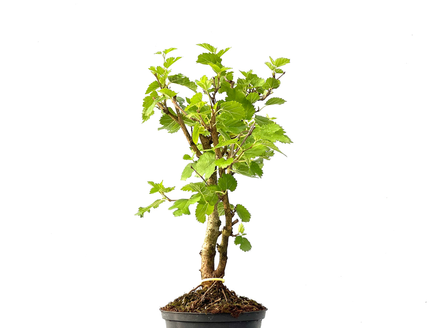 Morus Alba 2447