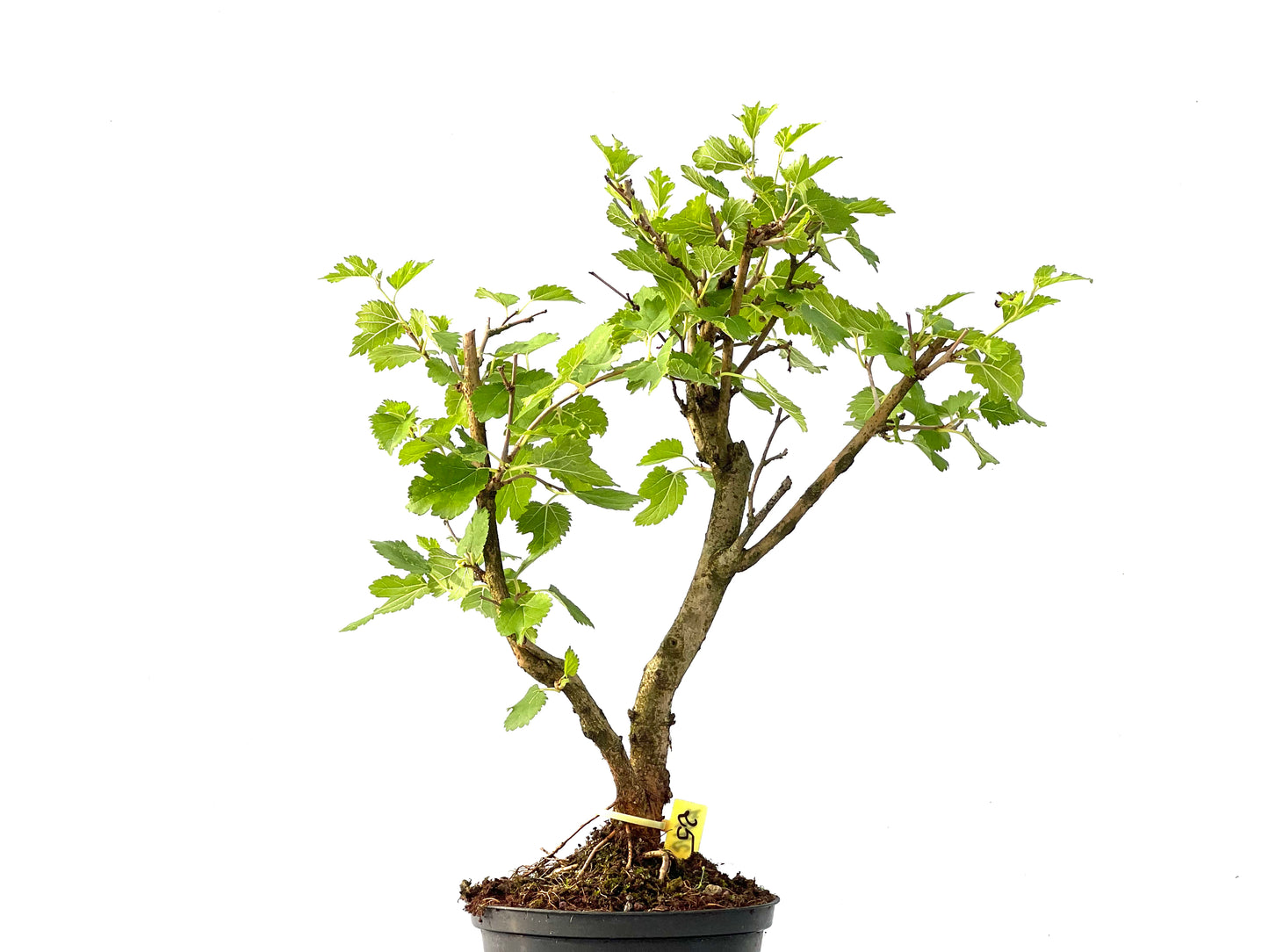 Morus Alba 2447