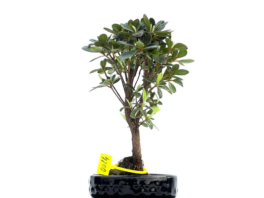 Rhododendrum Indicum 0024