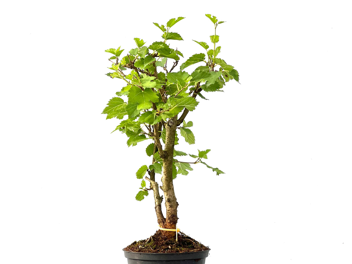 Morus Alba 2447