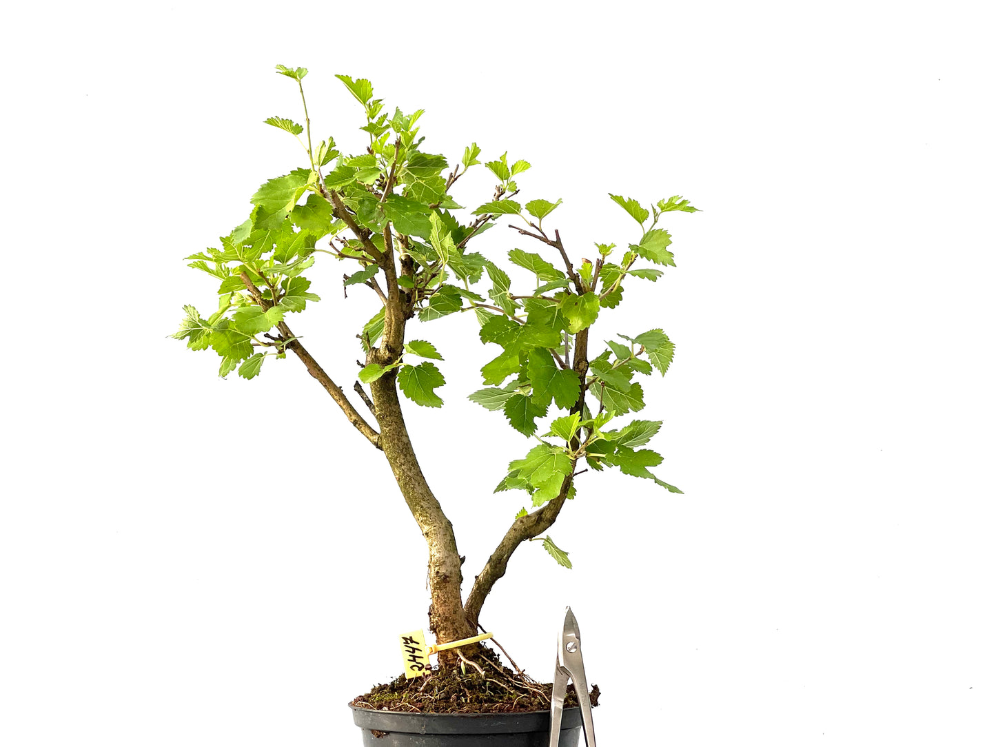 Morus Alba 2447