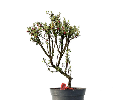 Cotoneaster Microphylla 2445