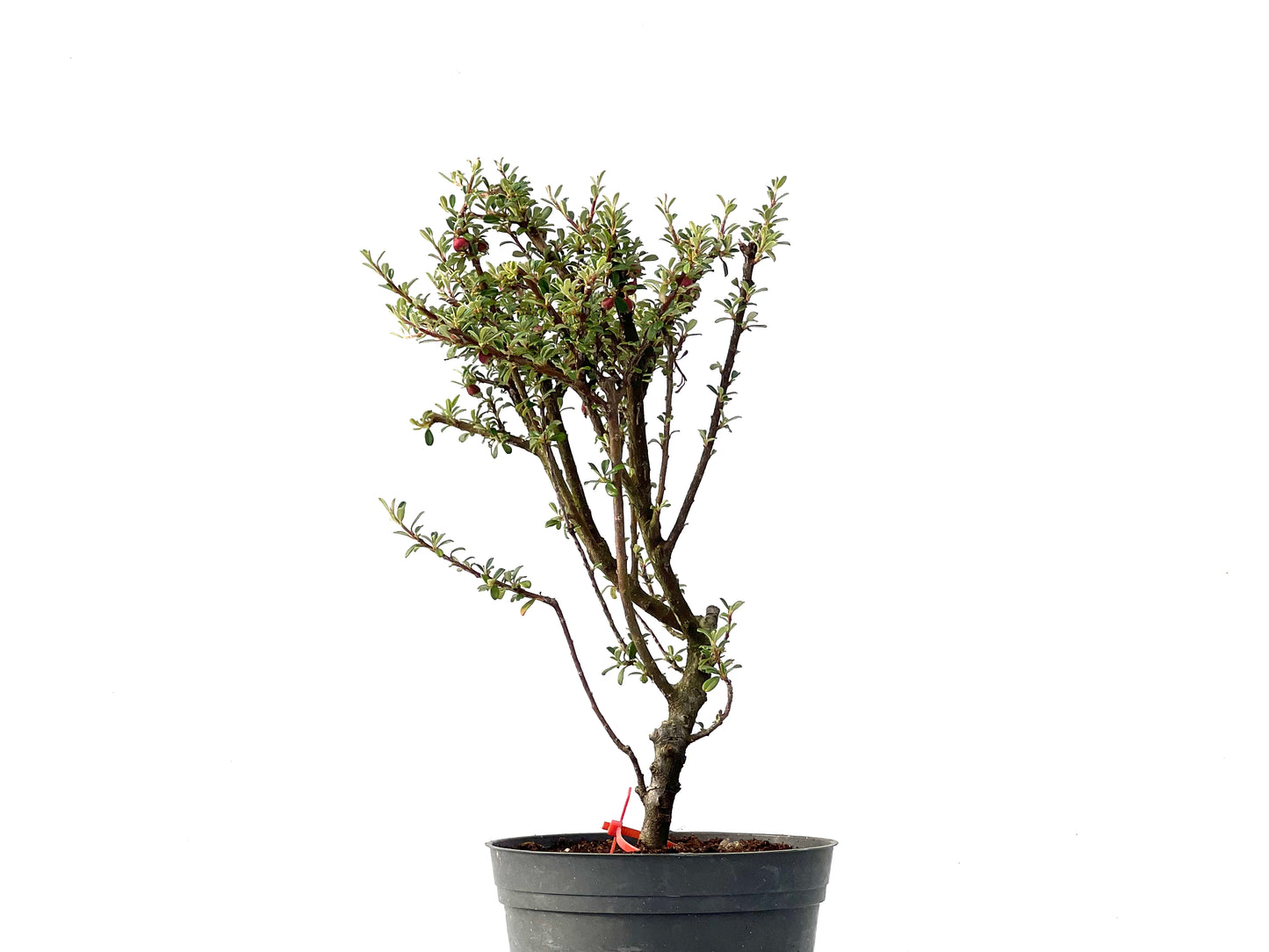 Cotoneaster Microphylla 2445