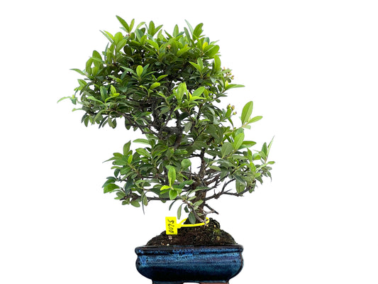 Pyracantha 0025