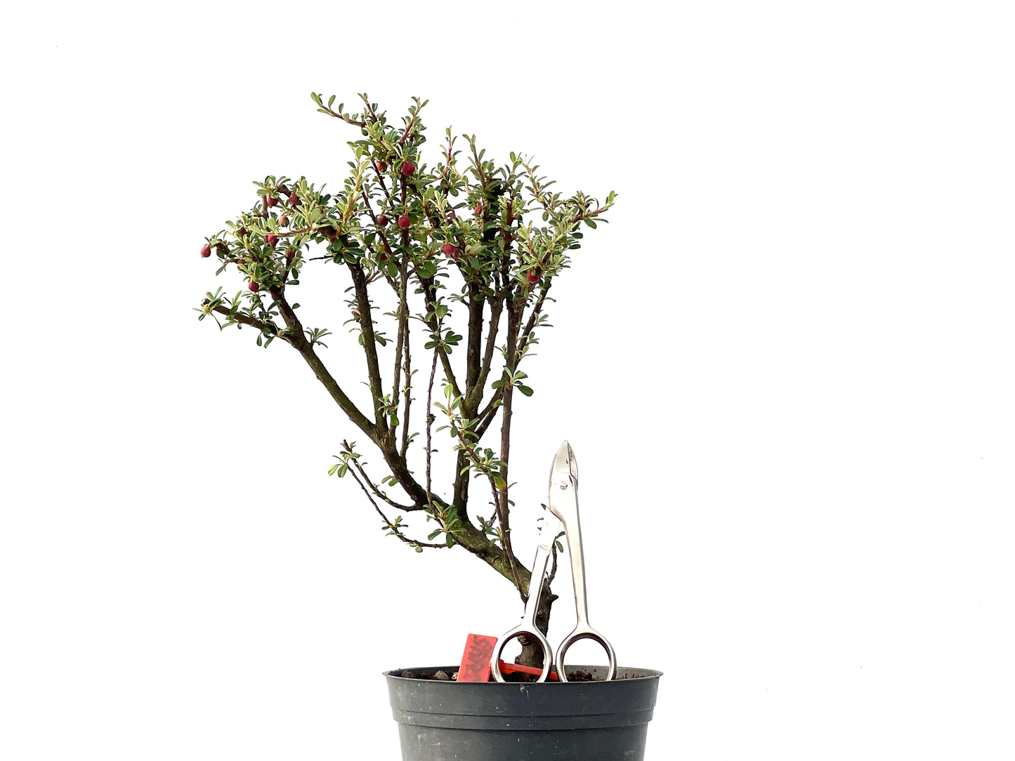 Cotoneaster Microphylla 2445