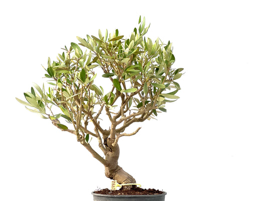 Olea Europaea 2442