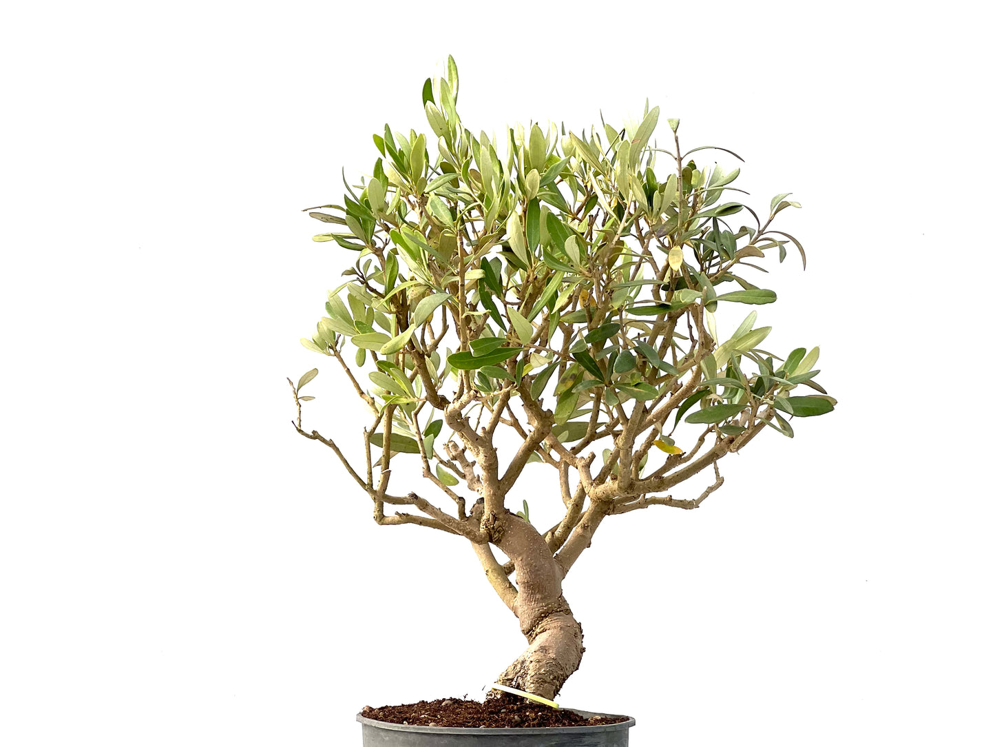 Olea Europaea 2442