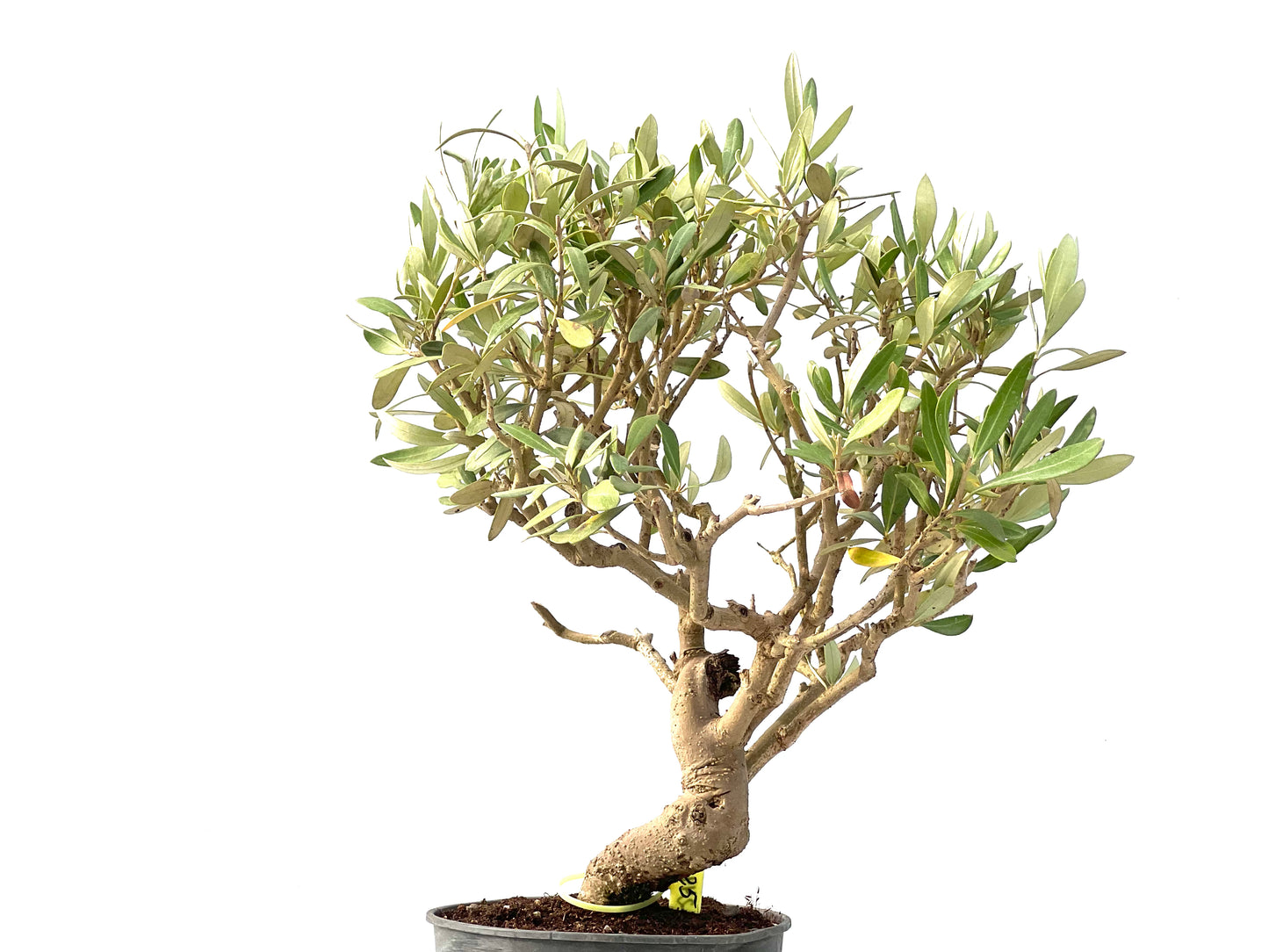 Olea Europaea 2442