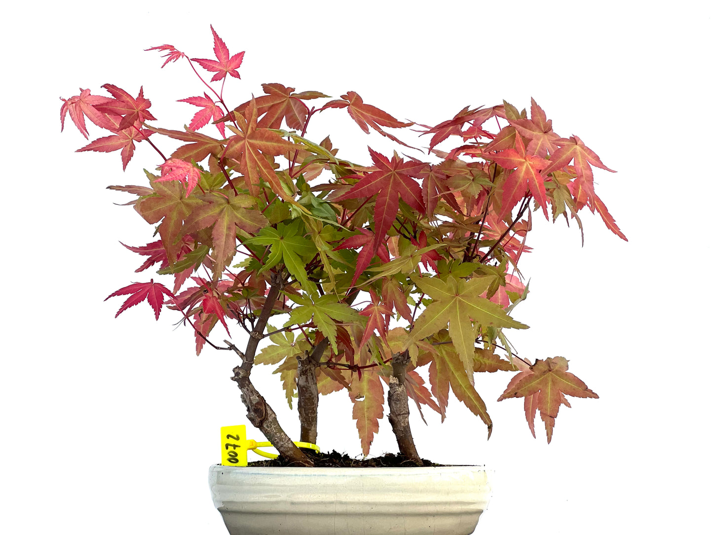 Bosque Acer Palmatum Deshojo 0072