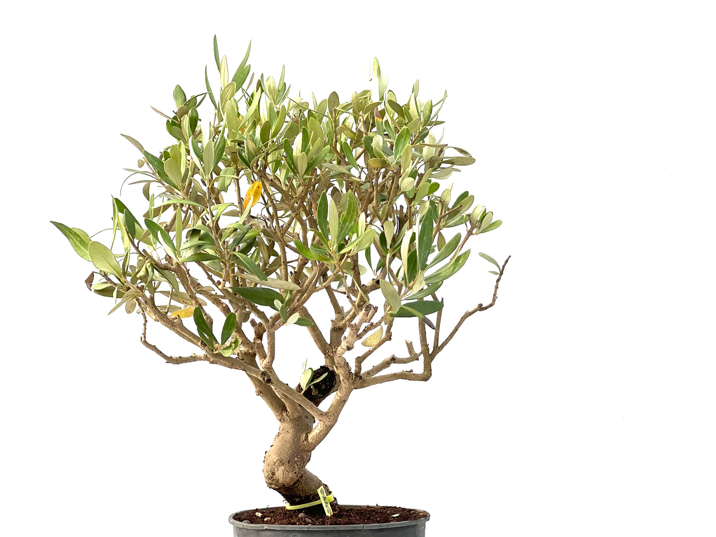 Olea Europaea 2442