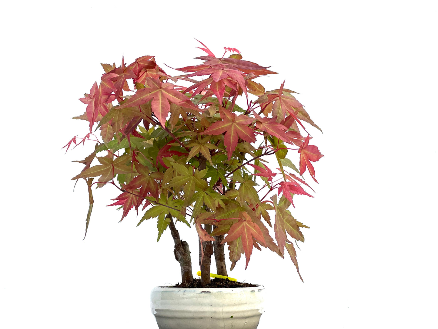 Bosque Acer Palmatum Deshojo 0072