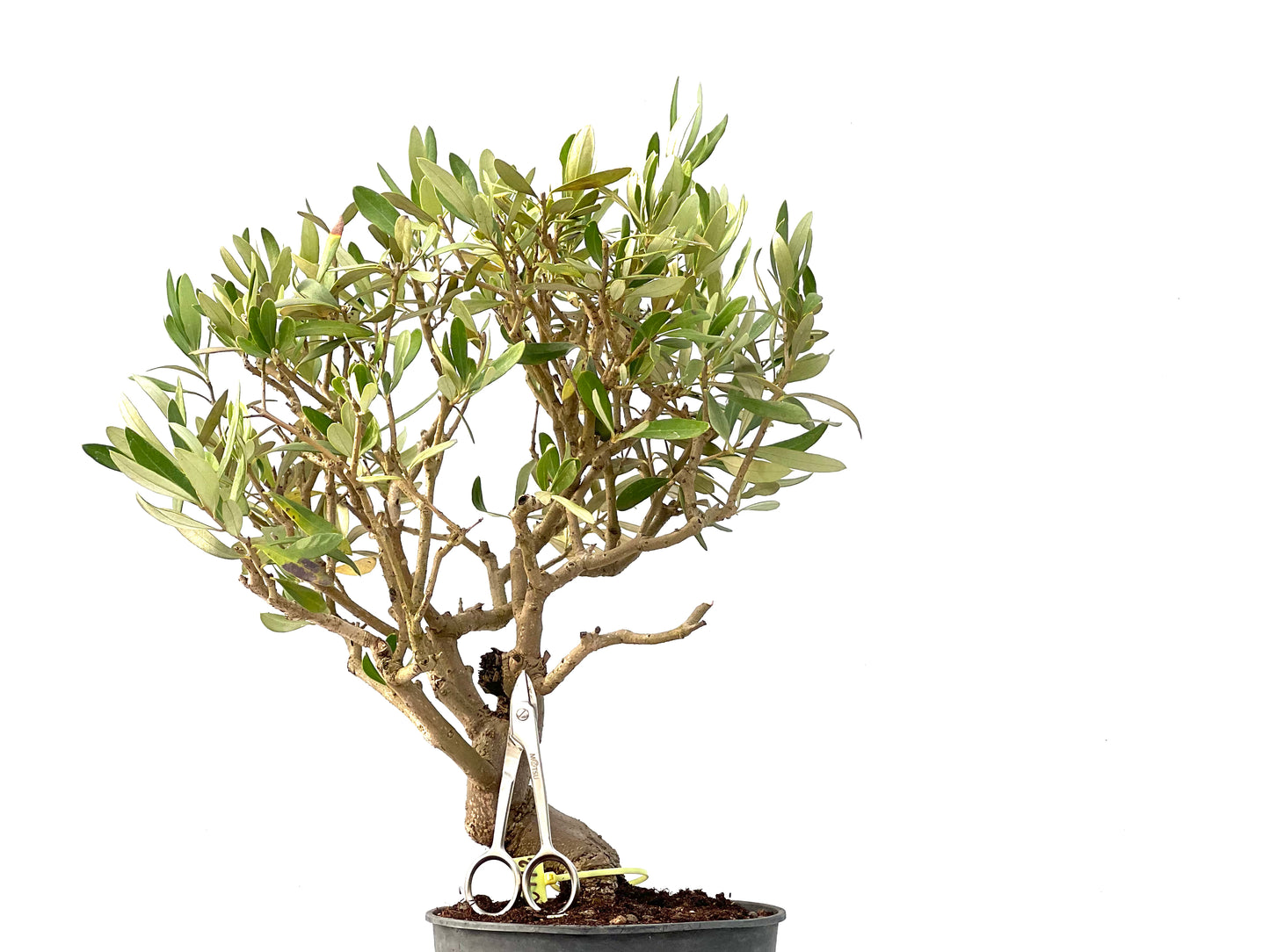 Olea Europaea 2442