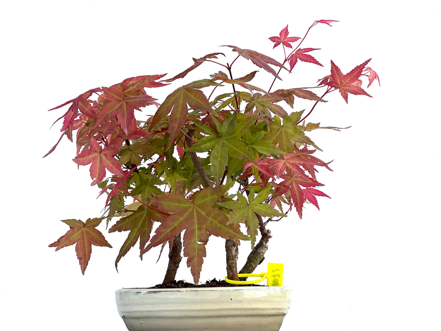 Bosque Acer Palmatum Deshojo 0072