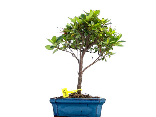 Rhododendrum Indicum 0073