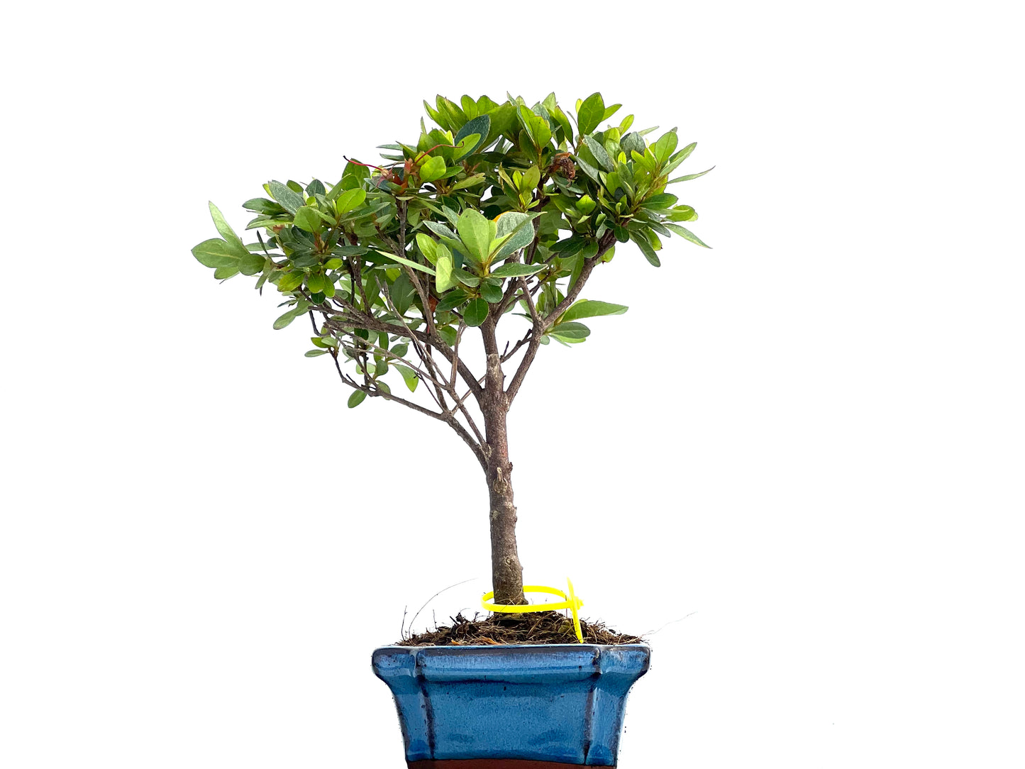 Rhododendrum Indicum 0073