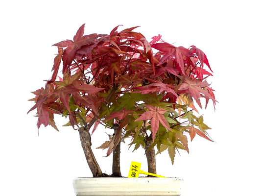 Bosque Acer Palmatum Deshojo 0074