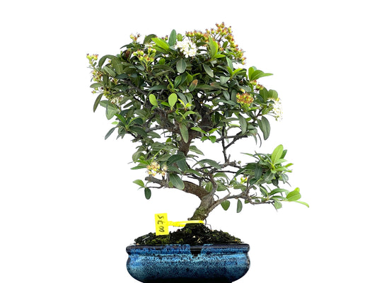 Pyracantha 0075