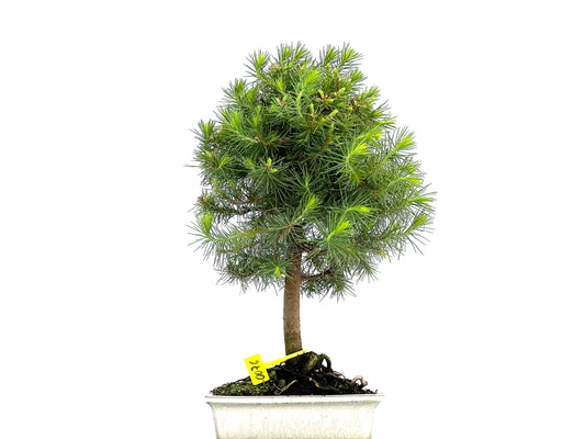 Pinus Halepensis 0076