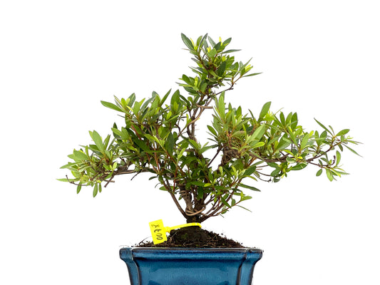 Rhododendrum Indicum 0078