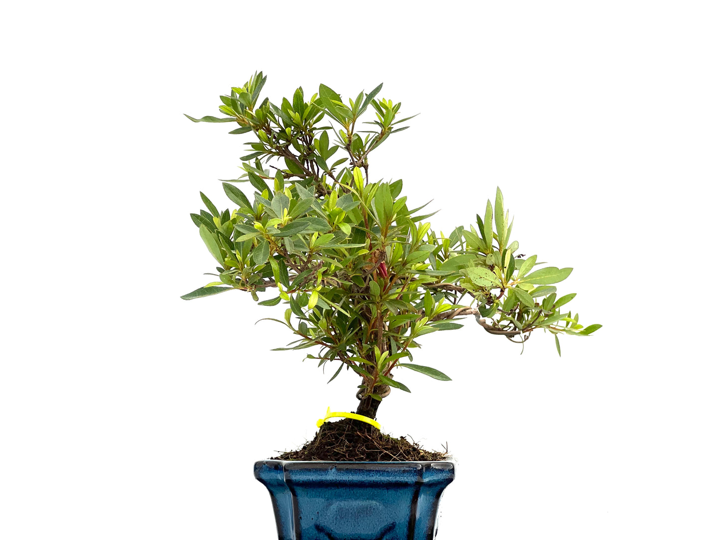 Rhododendrum Indicum 0078