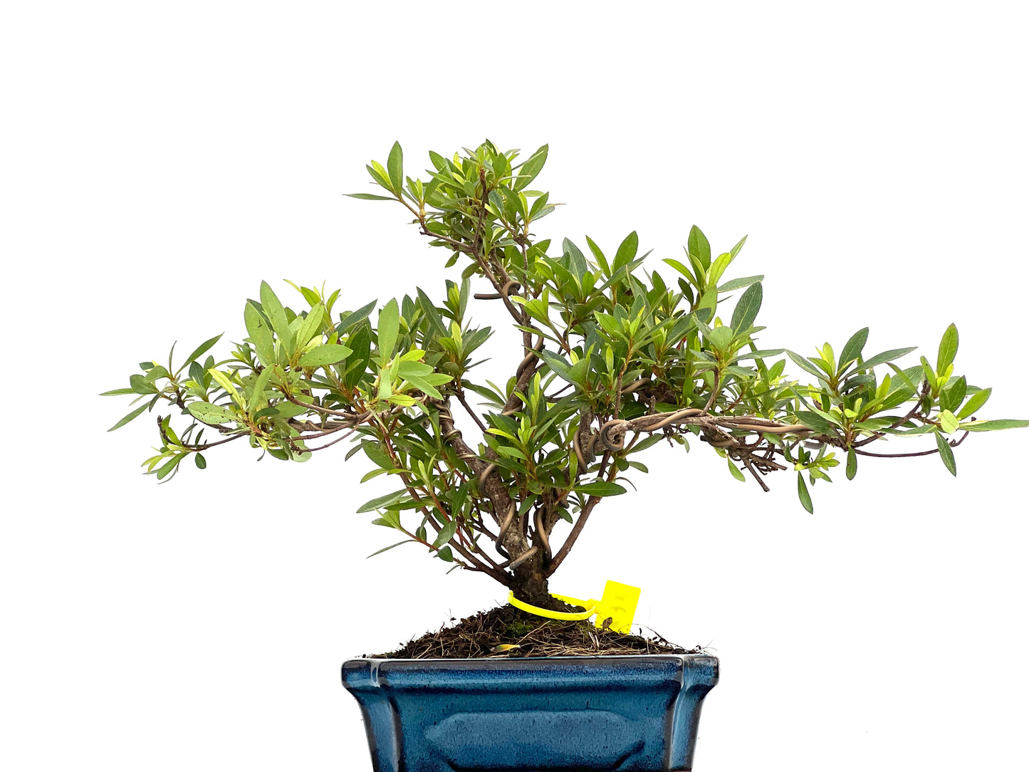 Rhododendrum Indicum 0078