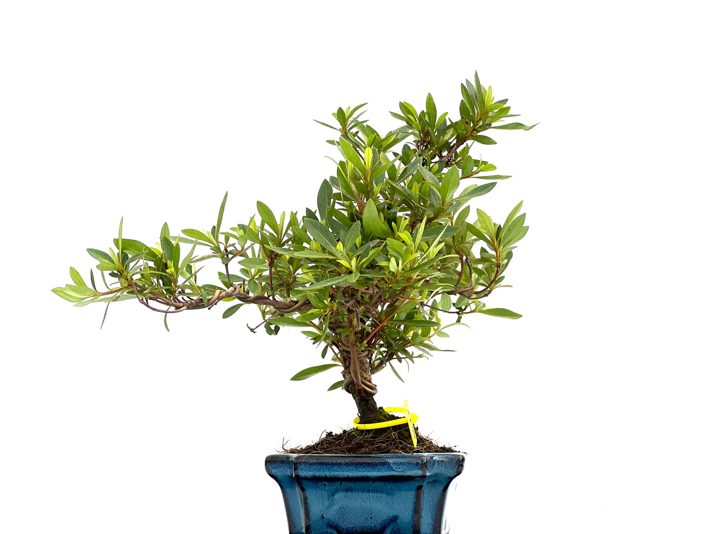 Rhododendrum Indicum 0078