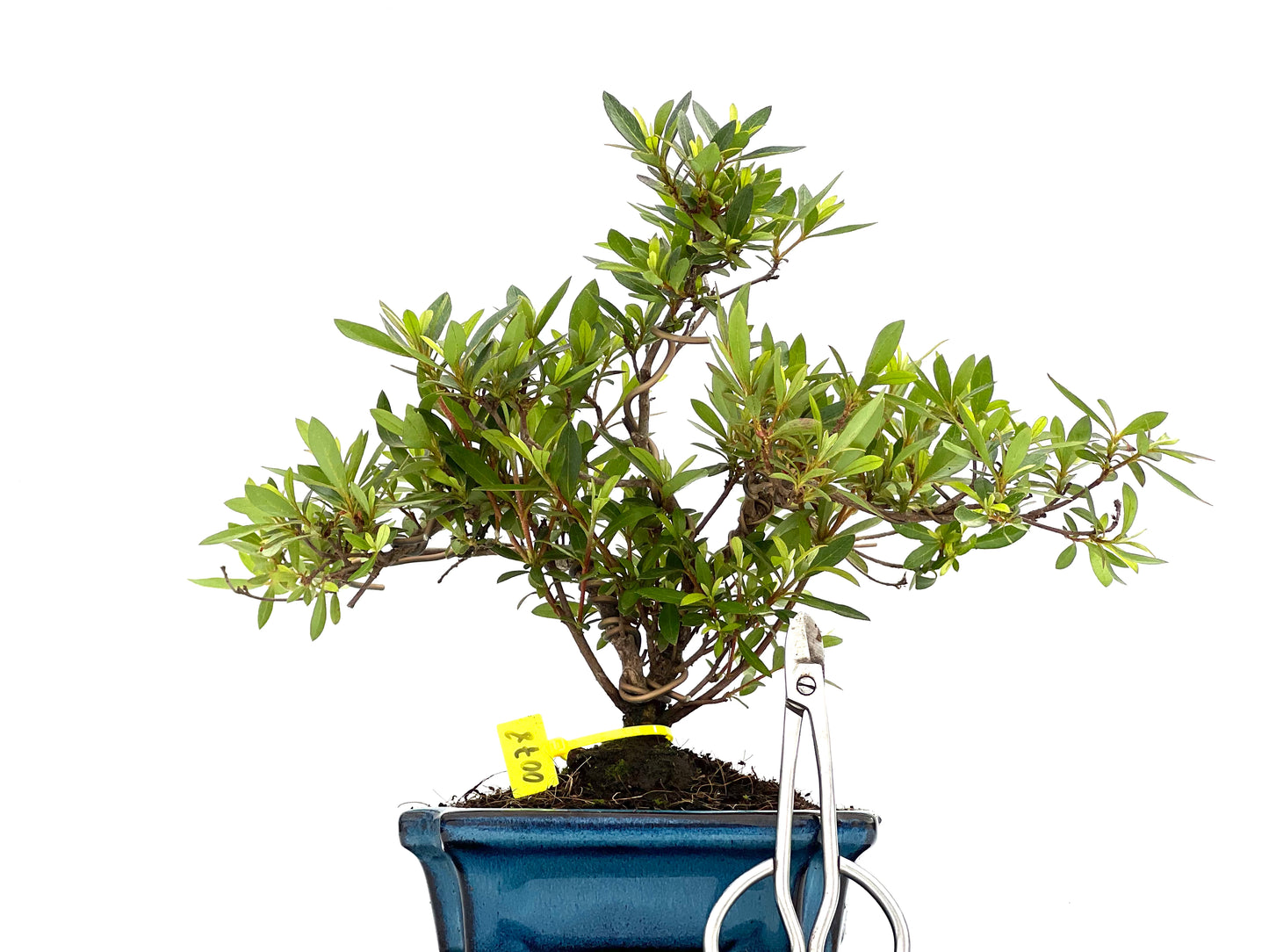 Rhododendrum Indicum 0078