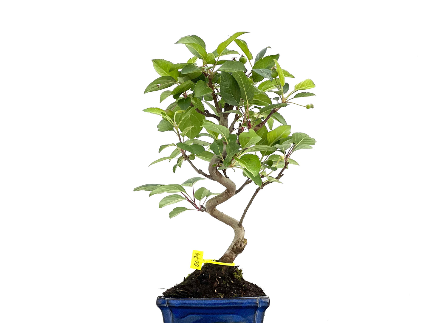 Malus Everest 0079