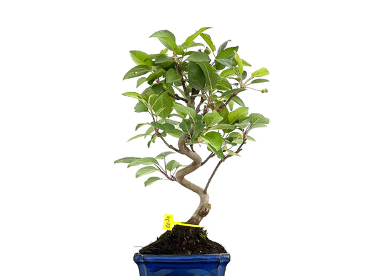 Malus Everest 0079
