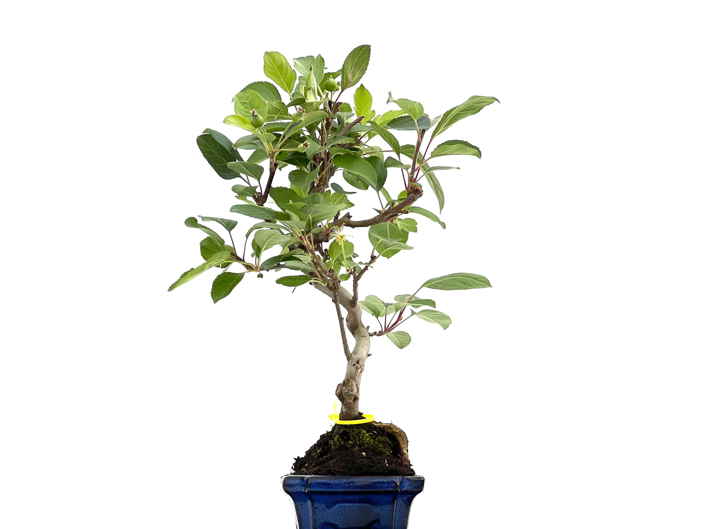 Malus Everest 0079