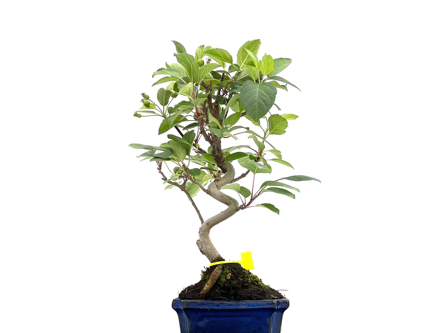 Malus Everest 0079