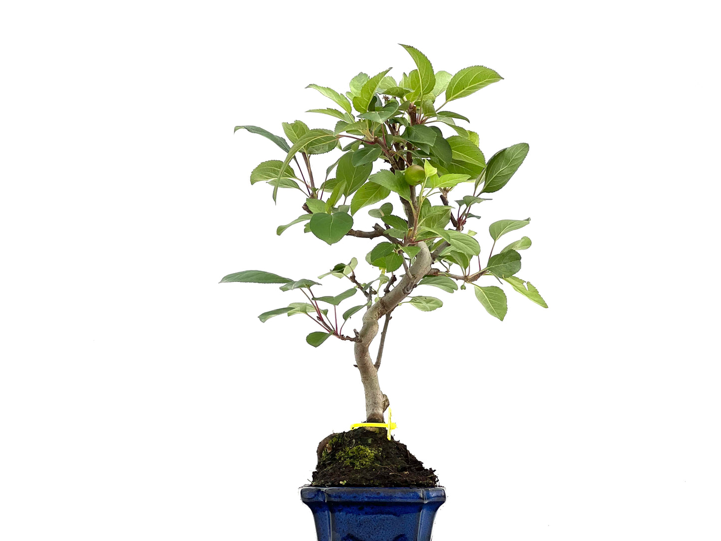 Malus Everest 0079