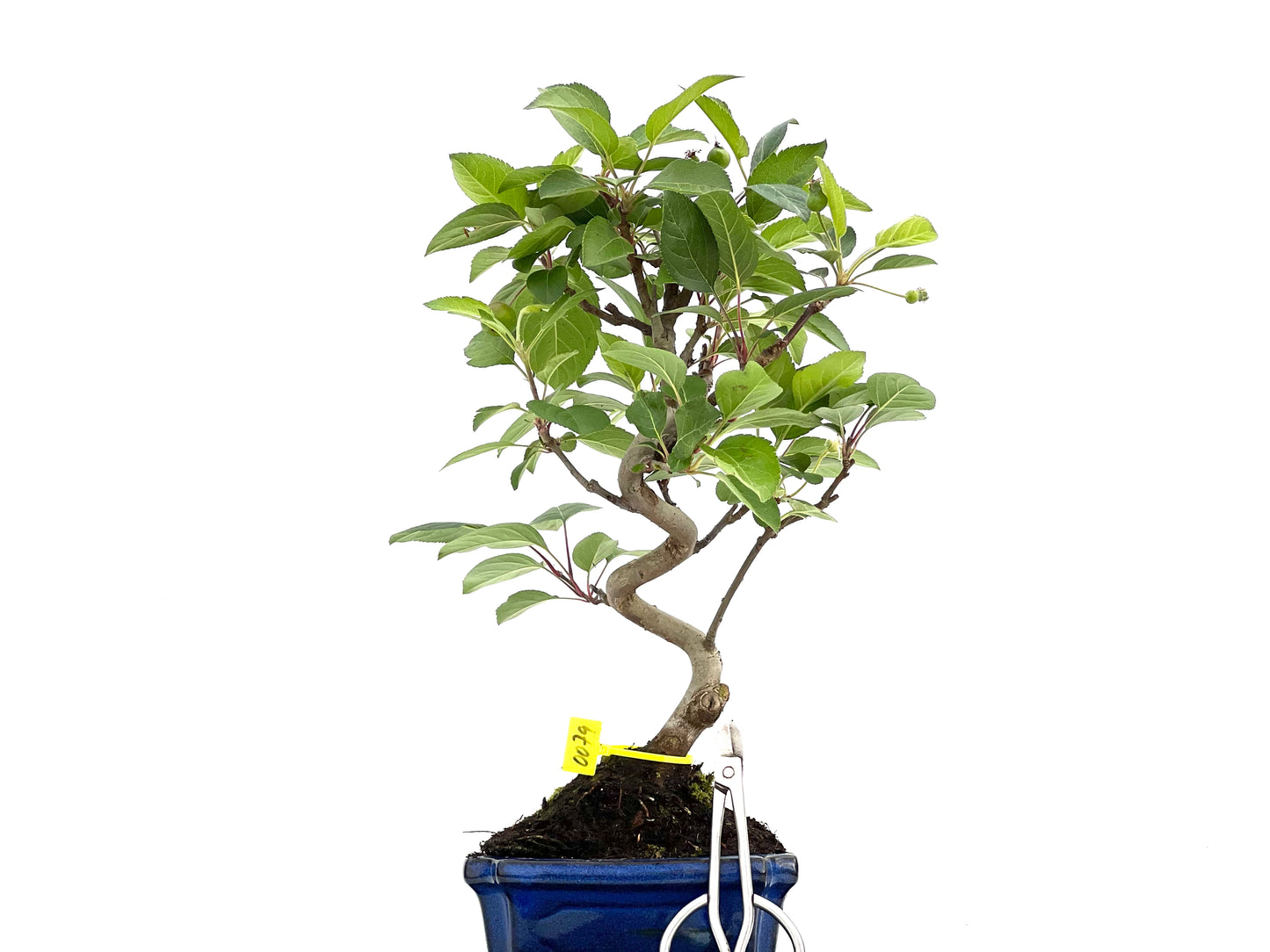 Malus Everest 0079