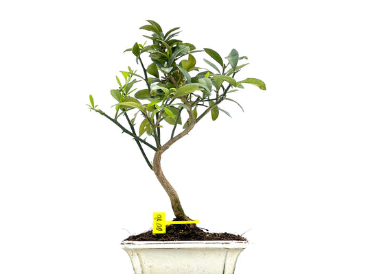 Citrus Kinzu 0080