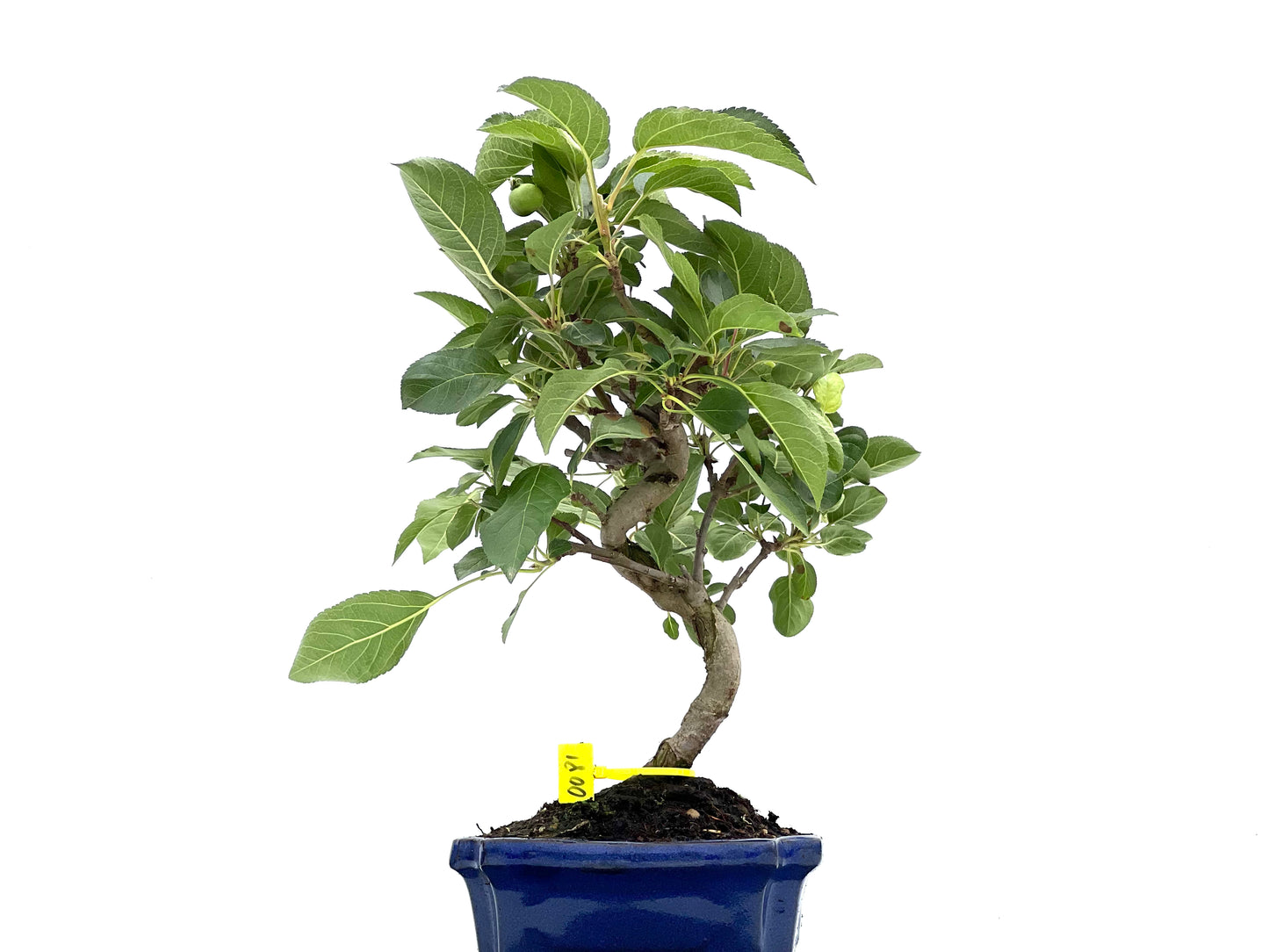 Malus Everest 0081
