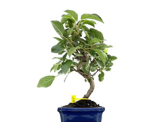 Malus Everest 0081