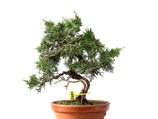 Juniperus Chinensis Kyshu 2457