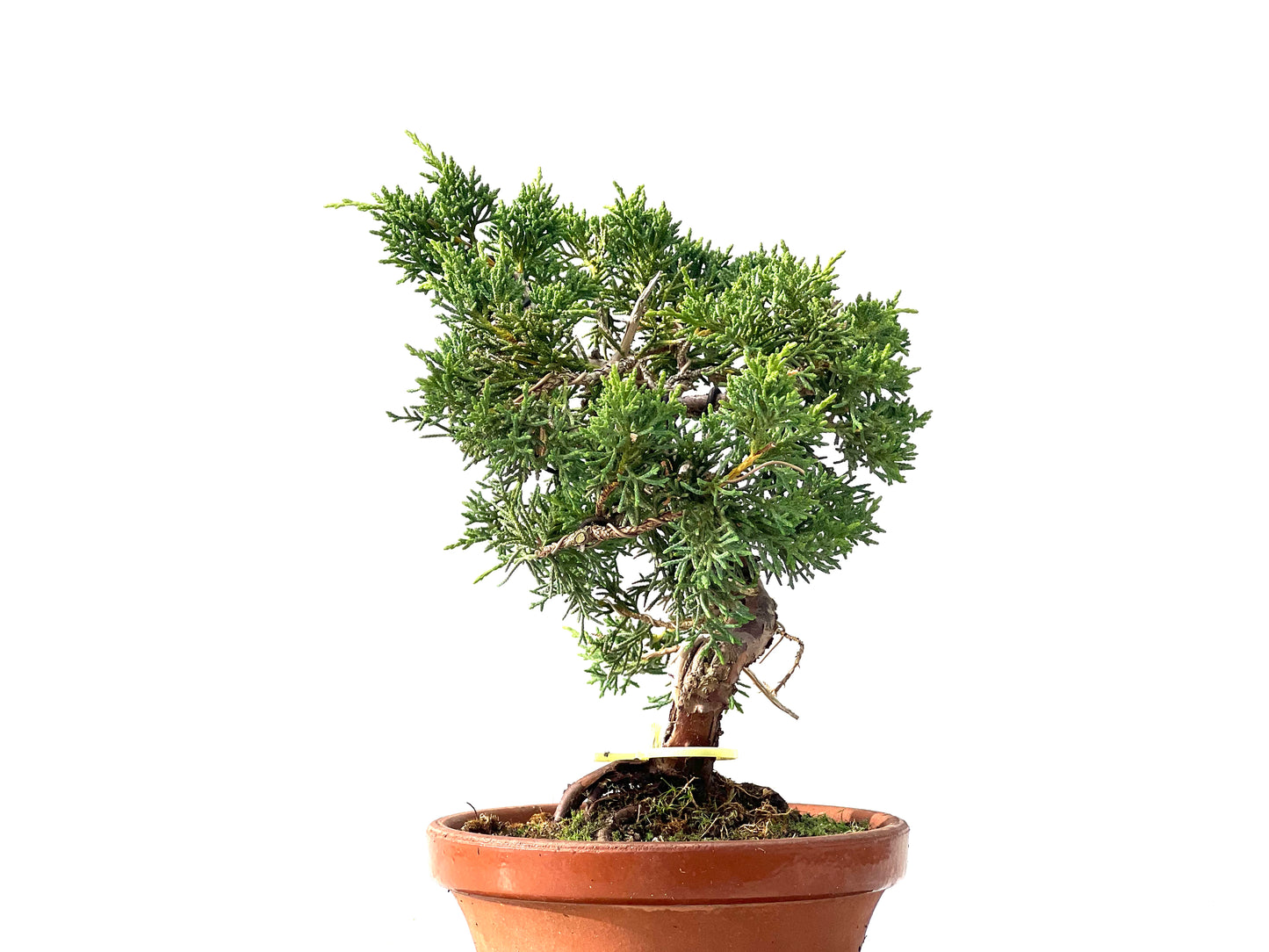 Juniperus Chinensis Kyshu 2457
