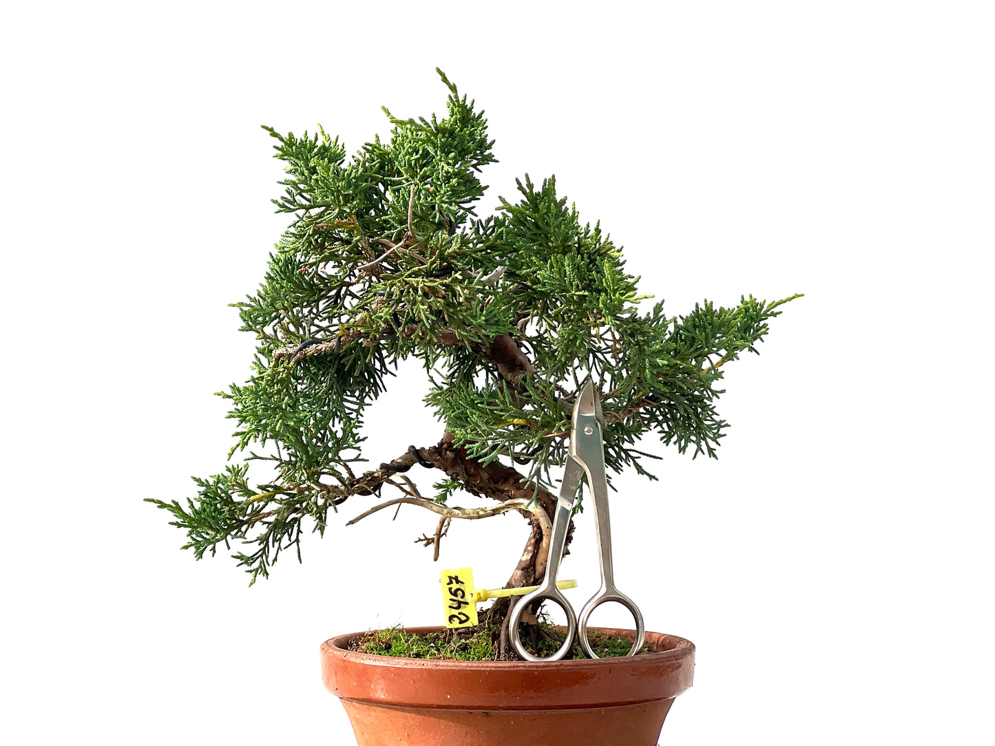 Juniperus Chinensis Kyshu 2457